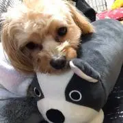 puたん