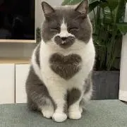 いちの画像