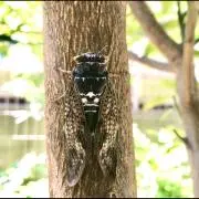 todatodaの画像