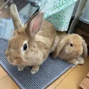 ❁⃘*.゜Hana  ✿⁠ ⁠❦の画像