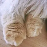 ゆうの画像