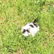 Tetの画像