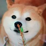 柴犬
