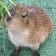 もっちゃん。