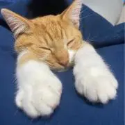 にんにんの画像