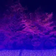 あの画像