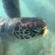 タグの画像