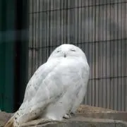 まりみ