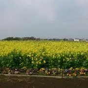 かなえ
