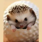 mocoの画像