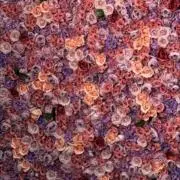 バナナン８８８の画像