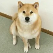 ATCの画像