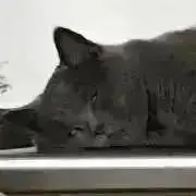 ぶりりの画像