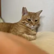 kyの画像