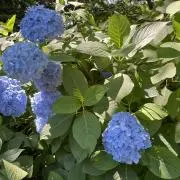 hamu28の画像