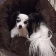愛ピョンの画像