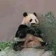 ぶんたまるの画像