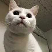 えるの画像