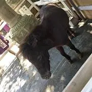 Kinako