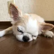 りょう