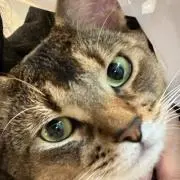 ぺいぺいの画像