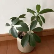 yuppiの画像