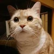 むぎちゃん