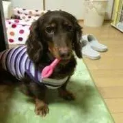 ダックスAM