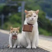 のりしお