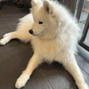 あおの画像