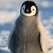 ☆ぺんぎん☆の画像