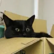 KURO TAMAの画像