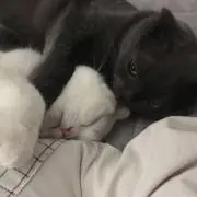 すのもの