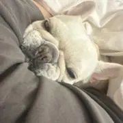 ナンナンちゃんの画像