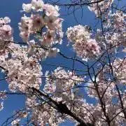 chakoの画像