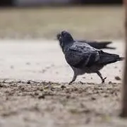 ハトポッポの画像