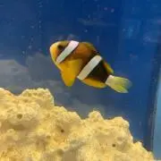 まりもの画像