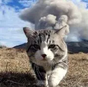 椿さくらの画像