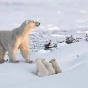 キラキラバニーの画像