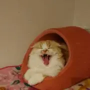 まお