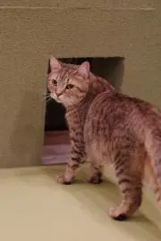 BBの画像