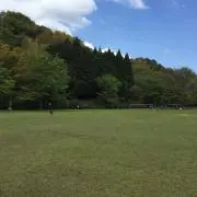 シークワーサー ⭐即日発送しますの画像
