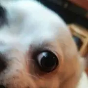 モモ