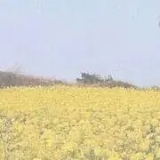 ゆいぴー