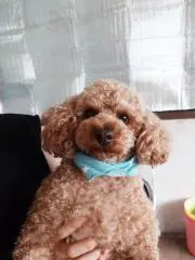 りくの画像