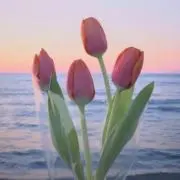pipiの画像