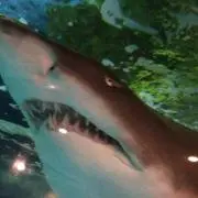 ひでっちの画像