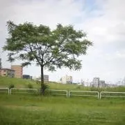 tamの画像
