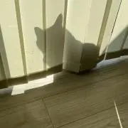 茶々の画像