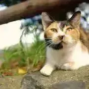 PUIPUIの画像